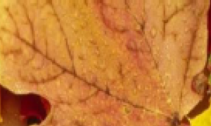 Otoño en familia en el CEMA Torre Guil, Sangonera la Verde