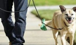 Curso: Tenecia responsable de perros