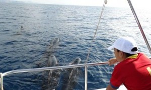 Rutas en barco para avistar cetáceos